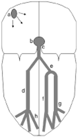 Figure 1 : Organisation schématique des voies de conduction intracardiaques