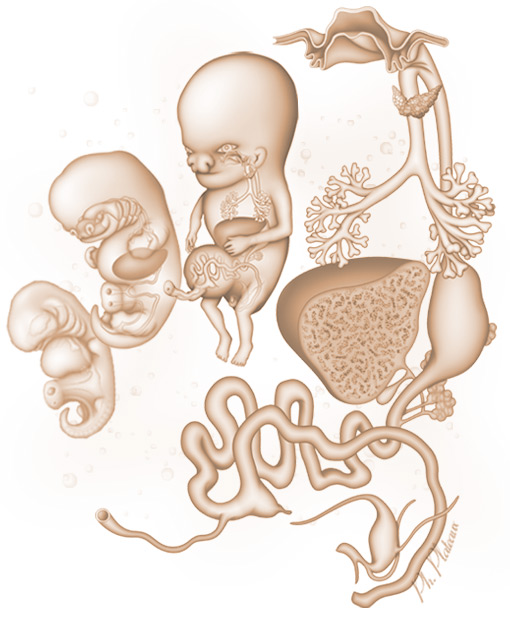 Figure 1 : Développement de l'appareil digestif