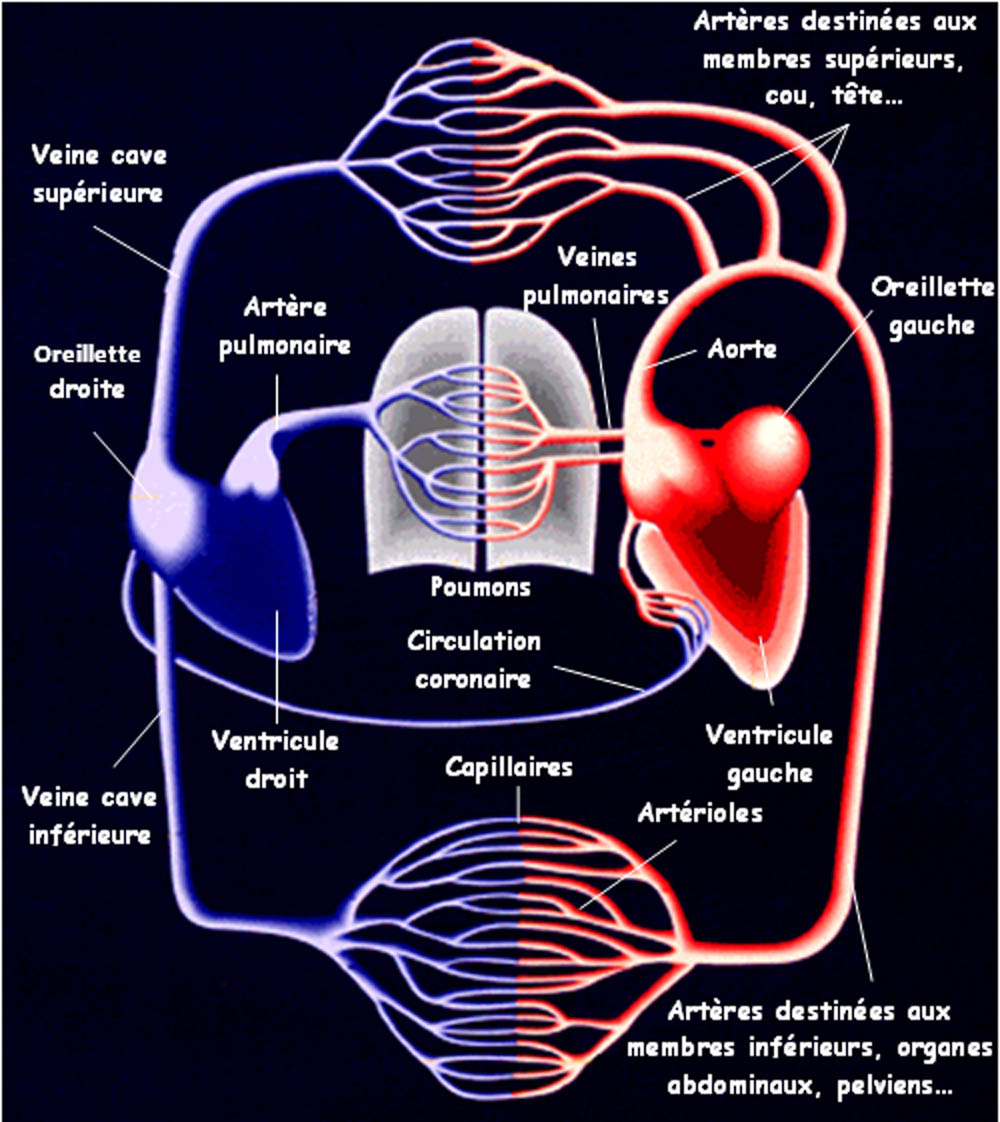 Circulation Pulmonaire Cours Pdf SKRW Circulation Pulmonaire Cours Pdf SKRW