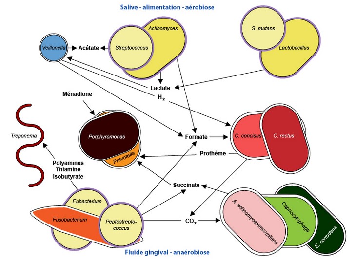 Interactions bactériennes nutritionnelles