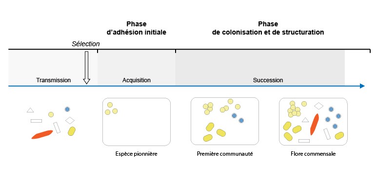 Les étapes de la colonisation bactérienne mettant en évidence la succession écologique