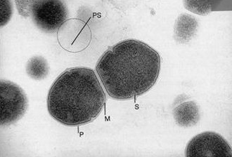 Deux cellules de Streptococcus mutans en microscopie à transmission