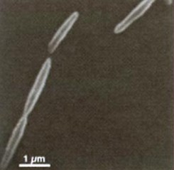 Fusobacterium nucleatum, aspect des cellules en microscopie électronique à balayage