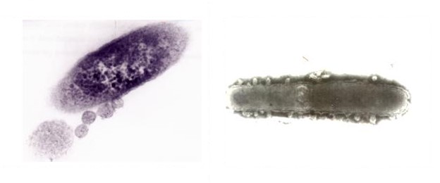 C. granulosa Formation et libération des vésicules