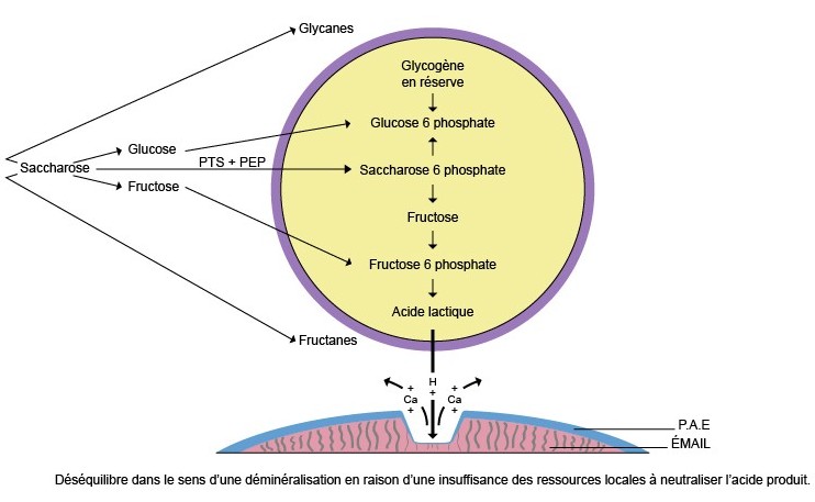 Acidogénèse à l'interface plaque-émail résultant de l'interaction bactérie cariogène (Streptococcus mutans) - sucre fermentescible (saccharose) 2