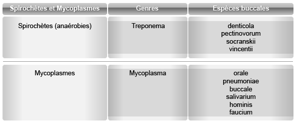 Spirochètes et Mycoplasmes présents dans la cavité buccale